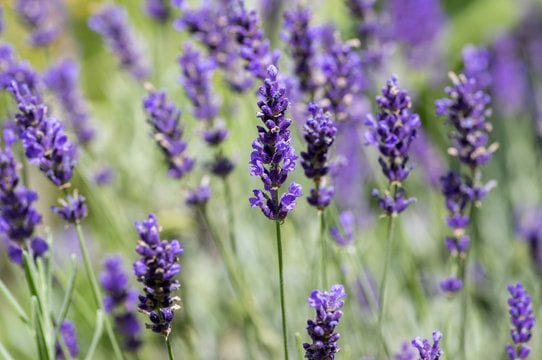 Lavender for Anxiety